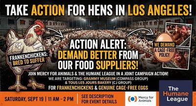 Take Action for Hens in Los Angeles!