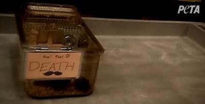 PETA Exposé: Animals Suffer Slow, Painful Deaths in UMass Chan Laboratories