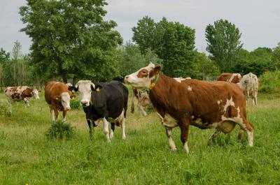 Imperial College Study Estimates 96% Land Reduction From Precision-Fermented Milk