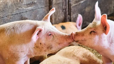 A Pig’s World – what is it really like?
