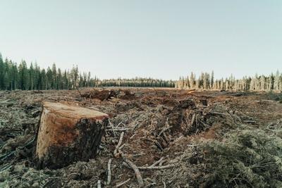 Quarter of Global Deforestation Traced to Brazilian Beef, With Domestic Demand Driving 85%