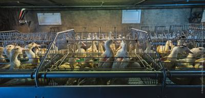Take Action: Join the Call to Ban Foie Gras Nationwide