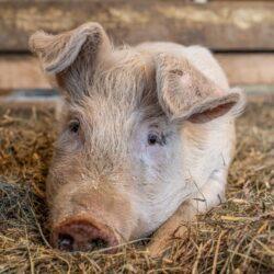 What farmed animal is your favorite?