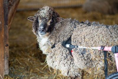 Goat Found Alone in an Industrial Area Is Safe at Sanctuary