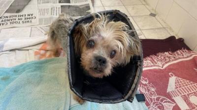 Up to $10,000 Reward: Can YOU Help Us Find Who Tortured and Abandoned Rambo the Yorkie in a Norfolk Field?