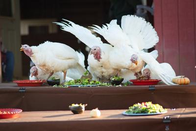 Seven Reasons To Join Us for Our 40th Celebration for the Turkeys This November