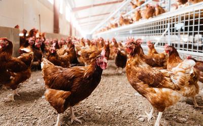 Organic Egg Farming Is Twice As Bad For The Environment, Finds Study