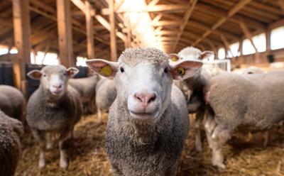 ‘The Sheep Detectives’ And Turning Empathy Into Action