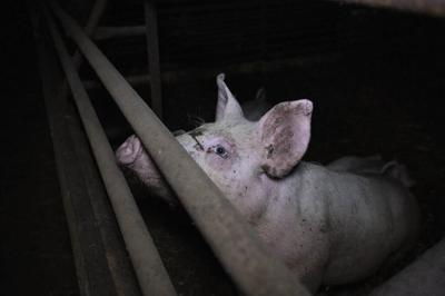 Animal Rising to Release Factory Farm Footage in Legal Challenge to UK Government, Demands 2040 Phase-Out