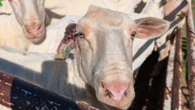 H&M: Stop Selling Wool and Leave Sheep Alone