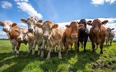 Global Methane Levels Show ‘No Hint Of Decline’ According To New Research