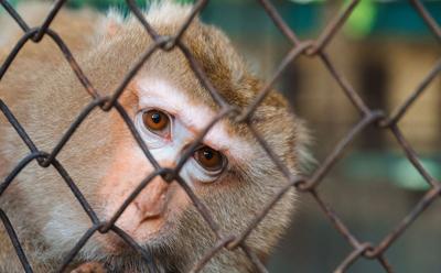 Oregon To Transition Its Primate Research Center Towards Human-Based Research