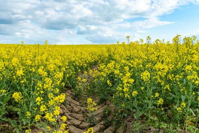 New VTT Research Maps How Overlooked Food By-Products Can Be Turned Into Edible Ingredients