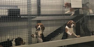 Join PETA at the March to Abolish Animal Testing