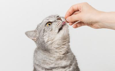 The Largest Study On Cat Diets Ever Is Looking For Participants