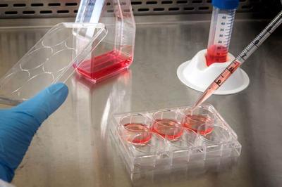 Cultured Meat Safety Initiative Opens Survey on Scaffold Materials as Regulatory Gap Widens