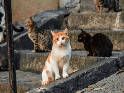 New European Citizens’ Initiative calls for stronger protection of stray and shelter animals