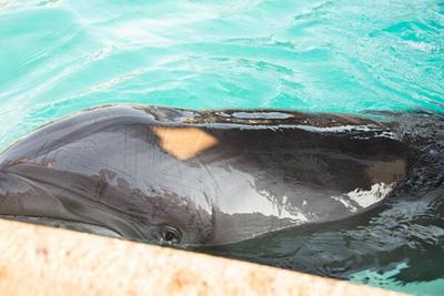 Americans Have Had Enough of Dolphins in Tanks, New PETA Poll Shows