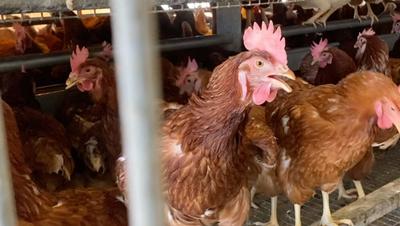 ‘Cage-Free’ Means Nothing to Hens Like Her