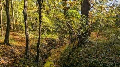 Walking with Vegans Autumn Adventure 🍁🍂🍃🍄