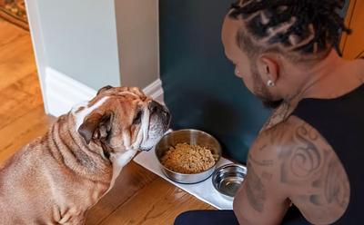 Lewis Hamilton Says Bulldog Roscoe Is A ‘Different Dog’ Since Going Plant-Based