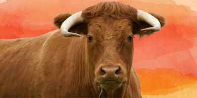 Hispanic Heritage Month: Celebrating a Year of Progress for Animals With PETA Latino