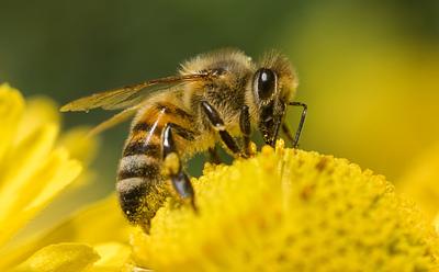 Scientists Create ‘Vaccine’ To Protect Bees From Pesticides