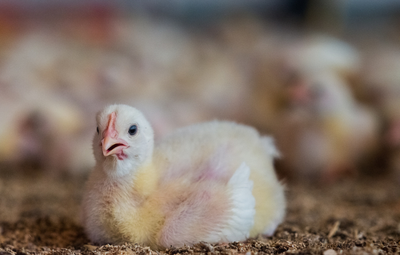Horrors of chicken farming take the spotlight ahead of Swedish general election