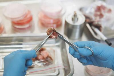 Cultivated Beef Study Grows Muscle, Nerves and Blood Vessels From a Single Cell Source in 15 Days