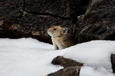 Seven Ways a Plant-Based Diet Helps Wild Animals