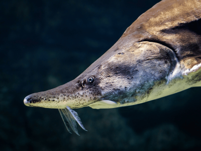 Caviar cruelty: GAIA launches appeal against proposed sturgeon mega-farm in Belgium
