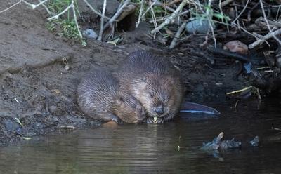 Norfolk Welcomes First Wild Beaver Kits In 500 Years