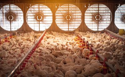 Three Companies Have ‘Almost Complete Market Domination’ Of UK Poultry Supply