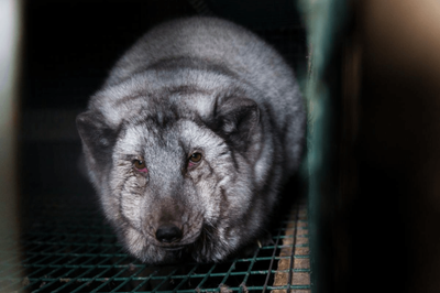 Deformed for their pelts: oversized foxes suffer on Finnish fur farms