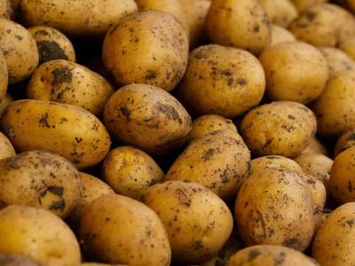 Dutch Consortium Wins €4M to Turn Crop Side Streams Into Food Ingredients