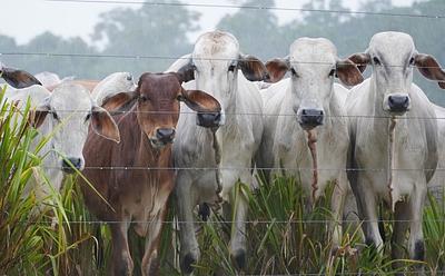 Brazilian Judge Fines Slaughterhouses And Ranchers For Illegal Amazon Deforestation