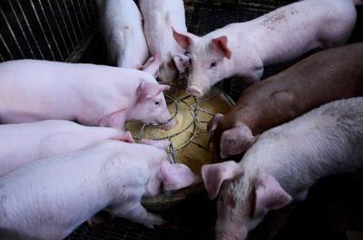 EU Pig Welfare Revision Due in 2027 as Think Tank Publishes Cost Assessment