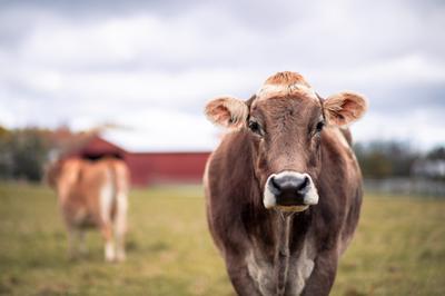 Find Out Why the Oldest Living Residents of Farm Sanctuary are Thriving—including Honey, Age 26!
