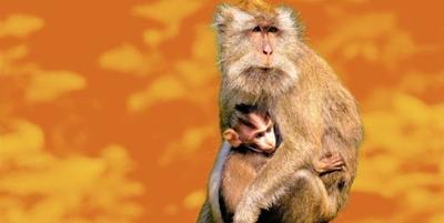 PETA Pressure Pays Off: NIH Makes a Major Move Away From Animal Experiments