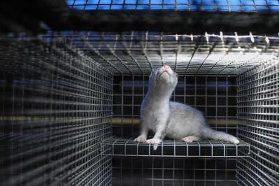 Banning fur farming makes more economic sense than raising “standards”