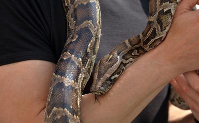 ‘Monsters of God’: New Documentary From ‘Tiger King’ Creator Tackles Illegal Reptile Trade