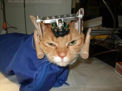 New Bill Would End Federal Funding of Experiments on Dogs and Cats