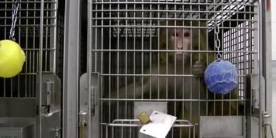 Meet the Cruel Cohort of UW Experimenters Who Kill Monkeys in Brain Tests