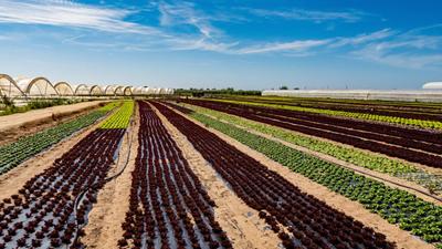 Vegan Society of Ireland Wants Budget 2027 to Fund Farmers Switching to Fruit and Vegetables
