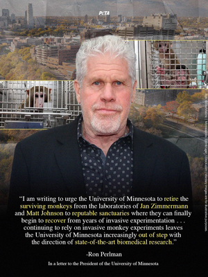 Ron Perlman Wants University of Minnesota Experimenters to Stop Drilling Into Monkeys’ Brains 