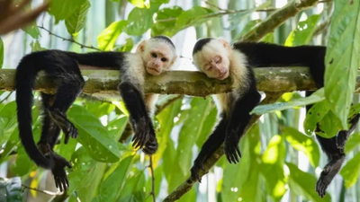 The Marvel of Rainforests