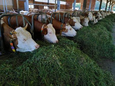 Most UK Meat-Eaters Find Factory Farming Unacceptable, Vegan Society Survey Suggests