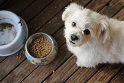 Coffee Grounds and Brewing Leftovers Feature in Mars Petcare’s 2026 Pet Food Accelerator Cohort