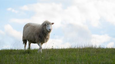 Five Beautiful Photos That Show the Magic of Sanctuary