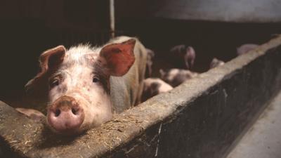 World Farm Animals Day: A Call to Action for 10 Billion Lives